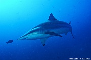 Carcharhinus brevipinna Requin tisserand-Maldives Humale corner-19m-20240422-da-DSC_5707_tn